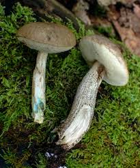 Attēlu rezultāti vaicājumam “Reticularia lycoperdon young”