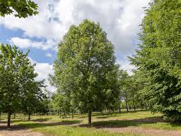 Attēlu rezultāti vaicājumam “Fraxinus excelsior”