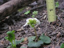 Attēlu rezultāti vaicājumam “Moneses uniflora fruit”