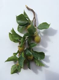 Attēlu rezultāti vaicājumam “Fagus sylvatica fruit”