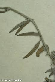 Attēlu rezultāti vaicājumam “Atriplex littoralis”