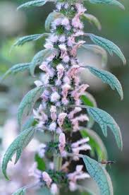 Attēlu rezultāti vaicājumam “Leonurus cardiaca leaf”