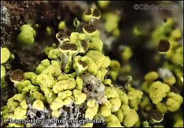 Attēlu rezultāti vaicājumam “Chaenotheca chrysocephala”