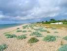Kelp, Aldwick Beach - via Daymix