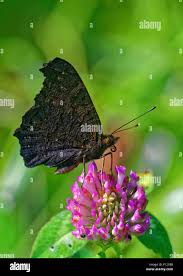 Attēlu rezultāti vaicājumam “Inachis io upperside”