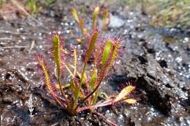 Attēlu rezultāti vaicājumam “Drosera anglica”