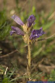 Attēlu rezultāti vaicājumam “Impatiens parviflora flower”
