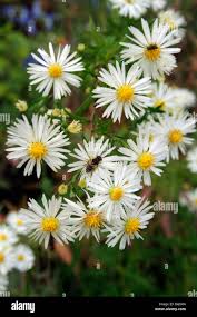Image result for Aster lanceolatus