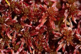 Attēlu rezultāti vaicājumam “Sphagnum warnstorfii”