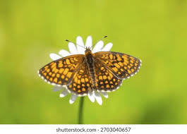 Attēlu rezultāti vaicājumam “Mellicta athalia”