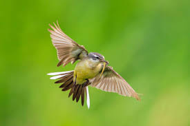 Attēlu rezultāti vaicājumam “Motacilla flava flava”