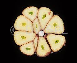 Attēlu rezultāti vaicājumam “Allium sativum fruit”