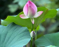 Attēlu rezultāti vaicājumam “Lotus sp. bud”