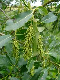 Attēlu rezultāti vaicājumam “Salix pentandra”