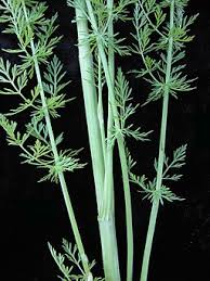 Attēlu rezultāti vaicājumam “Carum carvi”