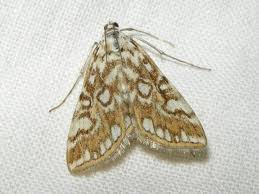 Attēlu rezultāti vaicājumam “Elophila nymphaeata”