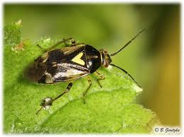 Attēlu rezultāti vaicājumam “Orthops basalis”