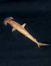 Image result for Sphyrna corona