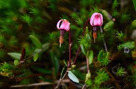 Attēlu rezultāti vaicājumam “Oxycoccus palustris”