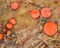 Attēlu rezultāti vaicājumam “Scutellinia scutellata”