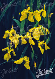 Attēlu rezultāti vaicājumam “Iris pseudacorus fruit”