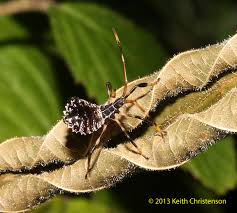 Attēlu rezultāti vaicājumam “Aleurochiton aceris nymph”