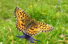 Attēlu rezultāti vaicājumam “Boloria titania upperside”