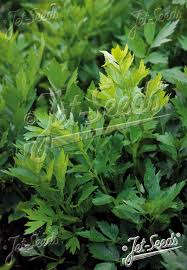 Attēlu rezultāti vaicājumam “Levisticum officinale flower”