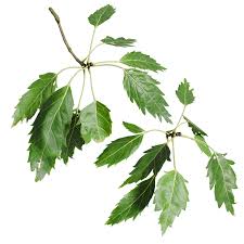 Attēlu rezultāti vaicājumam “Fraxinus excelsior leaf”