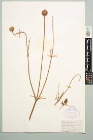 Image result for Dipsacus pilosus