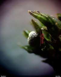 Attēlu rezultāti vaicājumam “Badhamiopsis scripta”