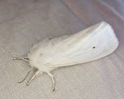 Attēlu rezultāti vaicājumam “Spilosoma sp.”