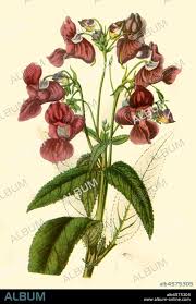 Attēlu rezultāti vaicājumam “Impatiens glandulifera”