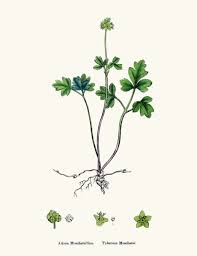 Attēlu rezultāti vaicājumam “Adoxa moschatellina”