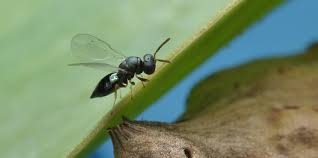 Attēlu rezultāti vaicājumam “Diastrophus rubi”