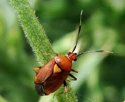 Attēlu rezultāti vaicājumam “Deraeocoris ruber imago”