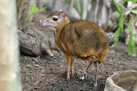 Картинки по запросу малый