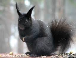 Attēlu rezultāti vaicājumam “Rodentia”