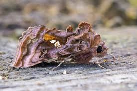 Attēlu rezultāti vaicājumam “Autographa pulchrina”