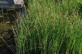 Attēlu rezultāti vaicājumam “Carex acutiformis”