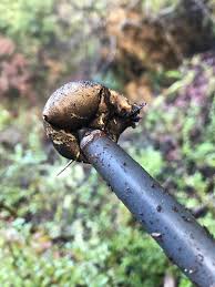 Attēlu rezultāti vaicājumam “Geastrum”