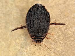 Attēlu rezultāti vaicājumam “Acilius sulcatus”