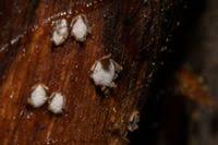 Attēlu rezultāti vaicājumam “Propolis farinosa”