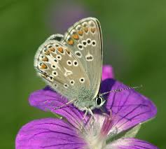 Attēlu rezultāti vaicājumam “Aricia artaxerxes  female”