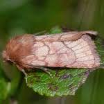 Attēlu rezultāti vaicājumam “Eriopygodes imbecilla”