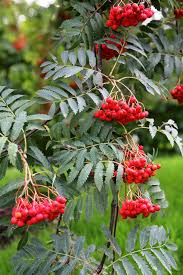 Attēlu rezultāti vaicājumam “Sorbus aucuparia leaf”
