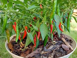 Afbeeldingsresultaat voor thai bird pepper hot pepper