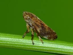 Attēlu rezultāti vaicājumam “Philaenus spumarius nymph”