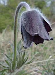 Attēlu rezultāti vaicājumam “Pulsatilla pratensis”