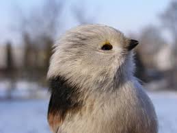 Attēlu rezultāti vaicājumam “Aegithalos caudatus”